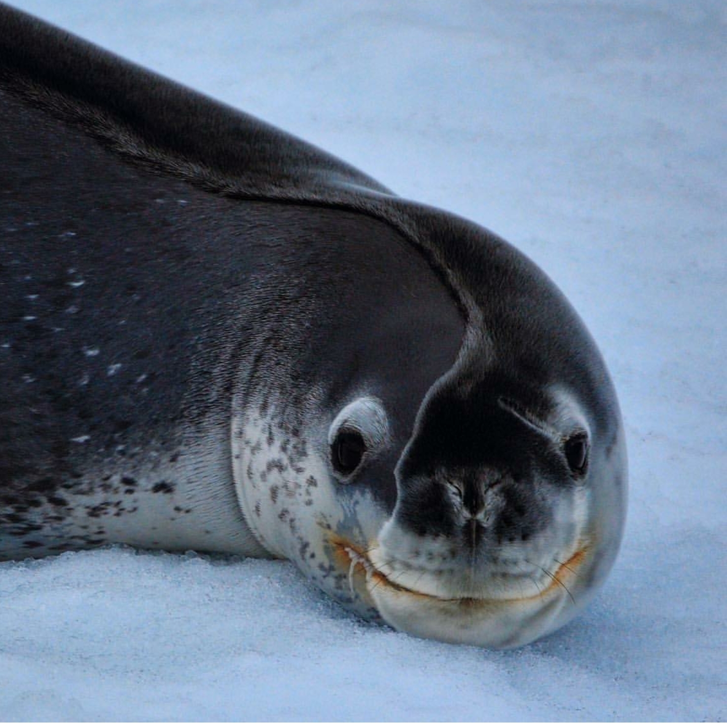 This is what it means to sleep on one side - Dream, Wool, Leopard seal, Leopard