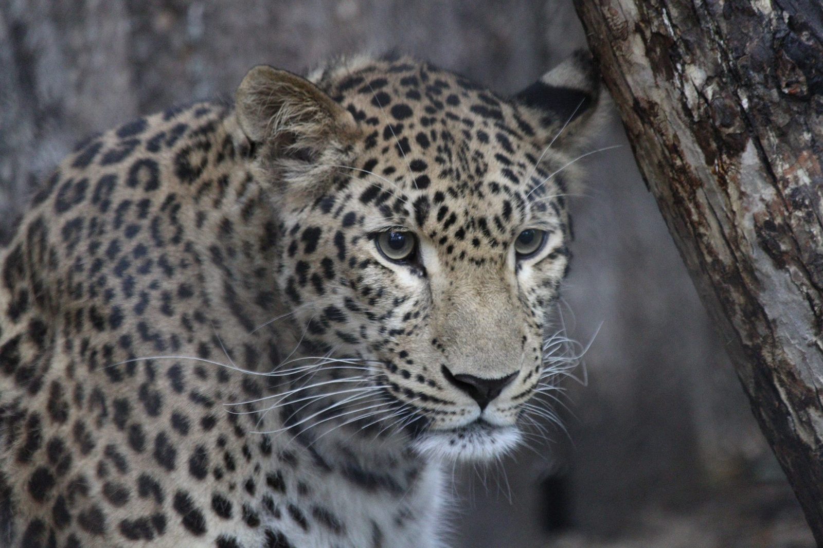 Far Eastern handsome - The photo, Leopard, cat