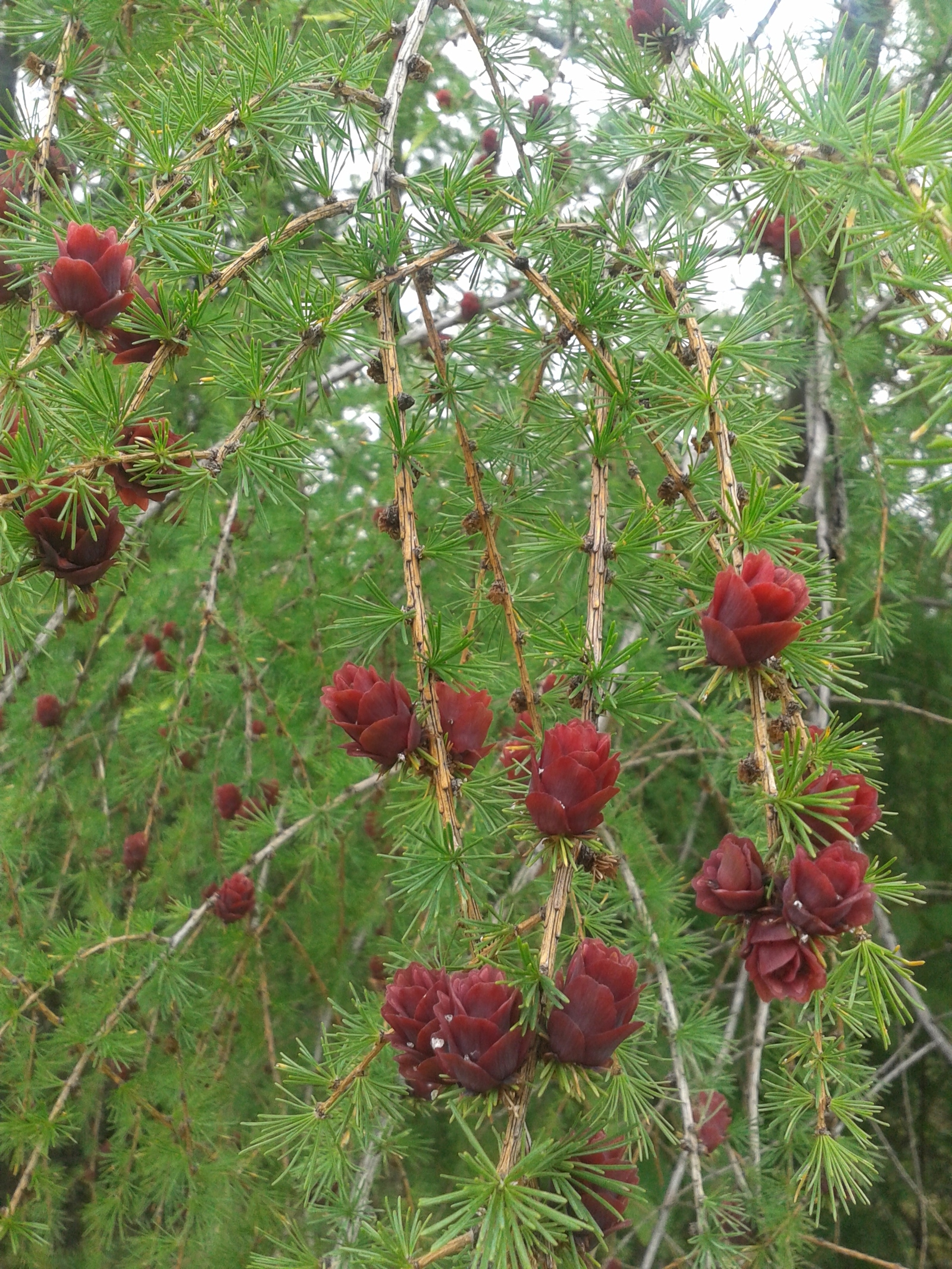 larch cones - My, wildlife, Cones, Longpost