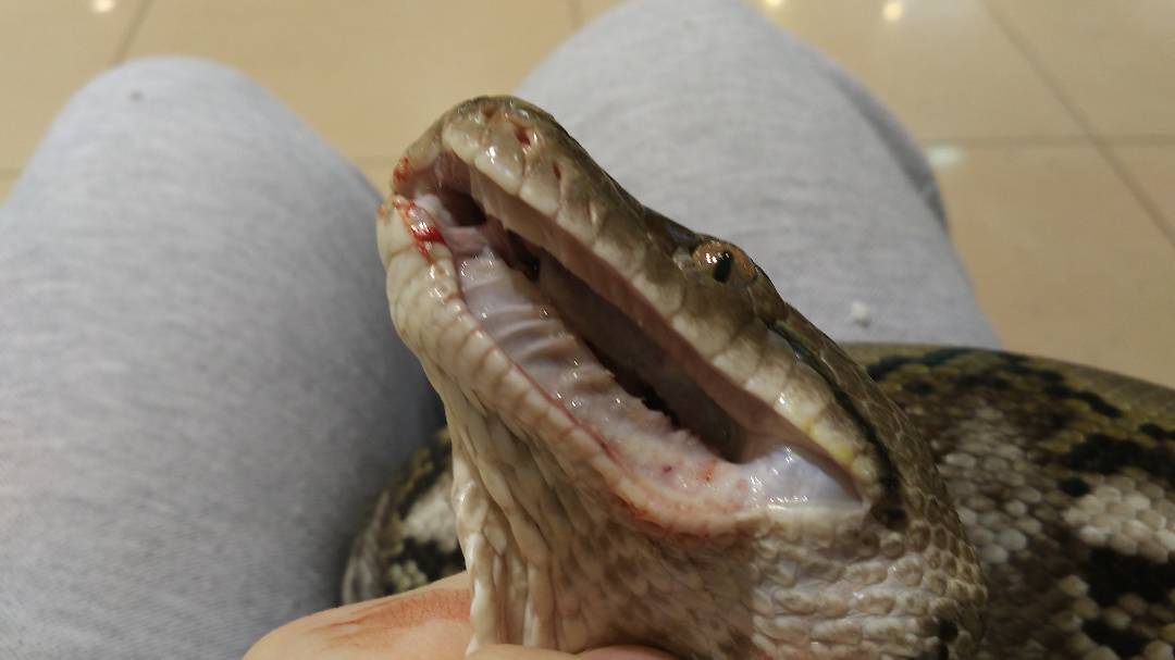 Snake bite. - Snake, Bite, Reticulated python, Longpost