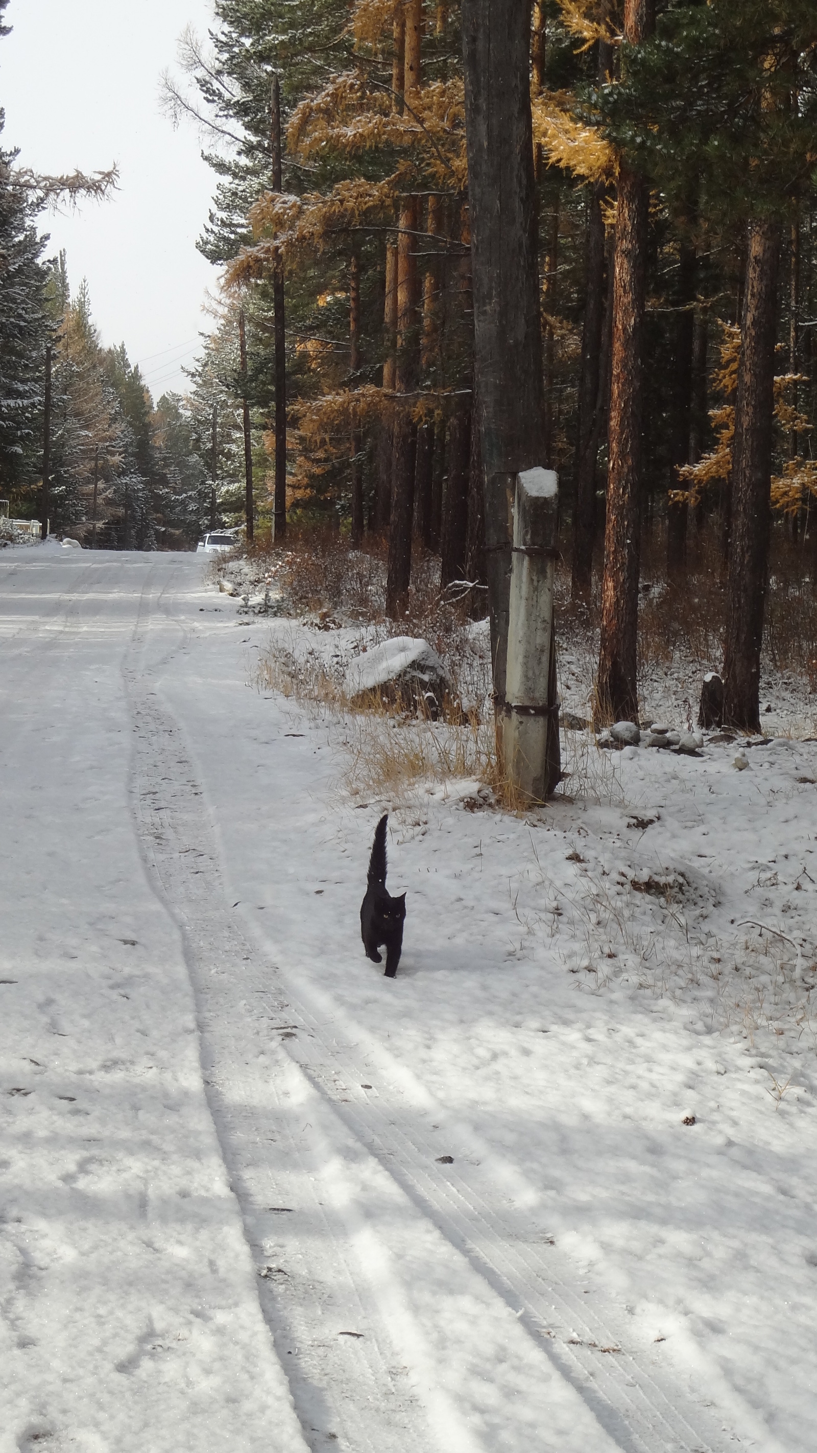 Companion. - My, Fellow travelers, cat, Catomafia, Longpost