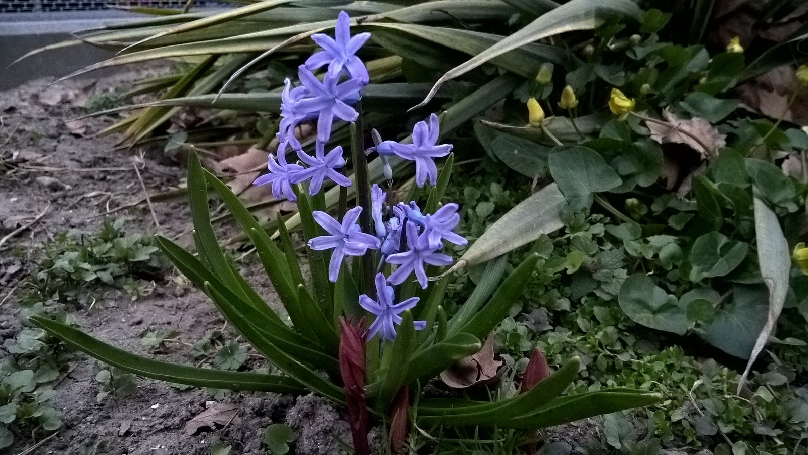 spring snowdrop - My, Spring, Snowdrops, The photo, , Snowdrops flowers, Lumia 640