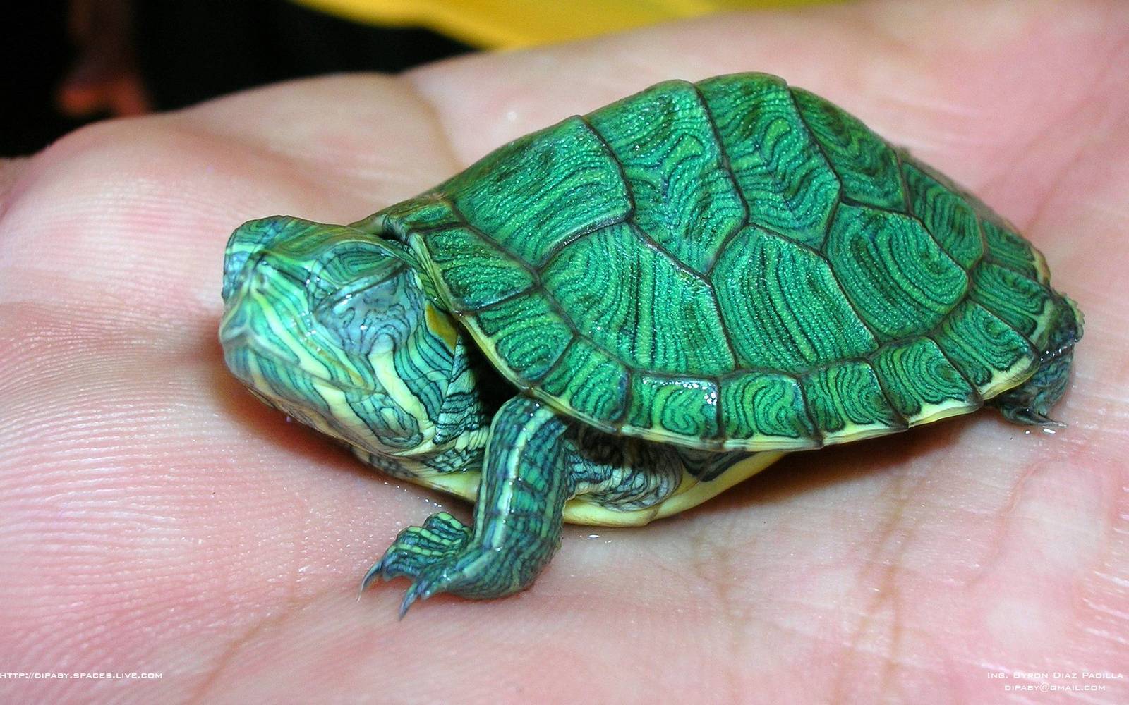 Malachite turtle - The photo, Turtle, beauty