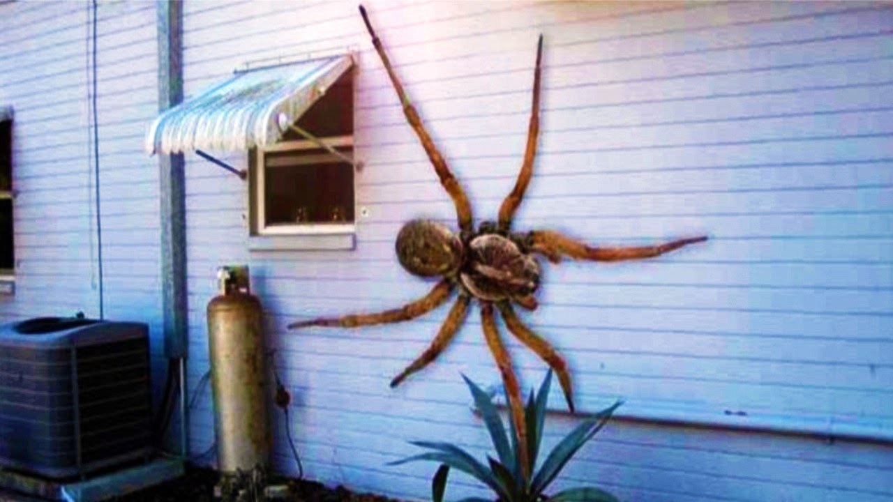 Note to arachnophobes: there is nothing to be afraid of - Scientists, Spider, Research, 