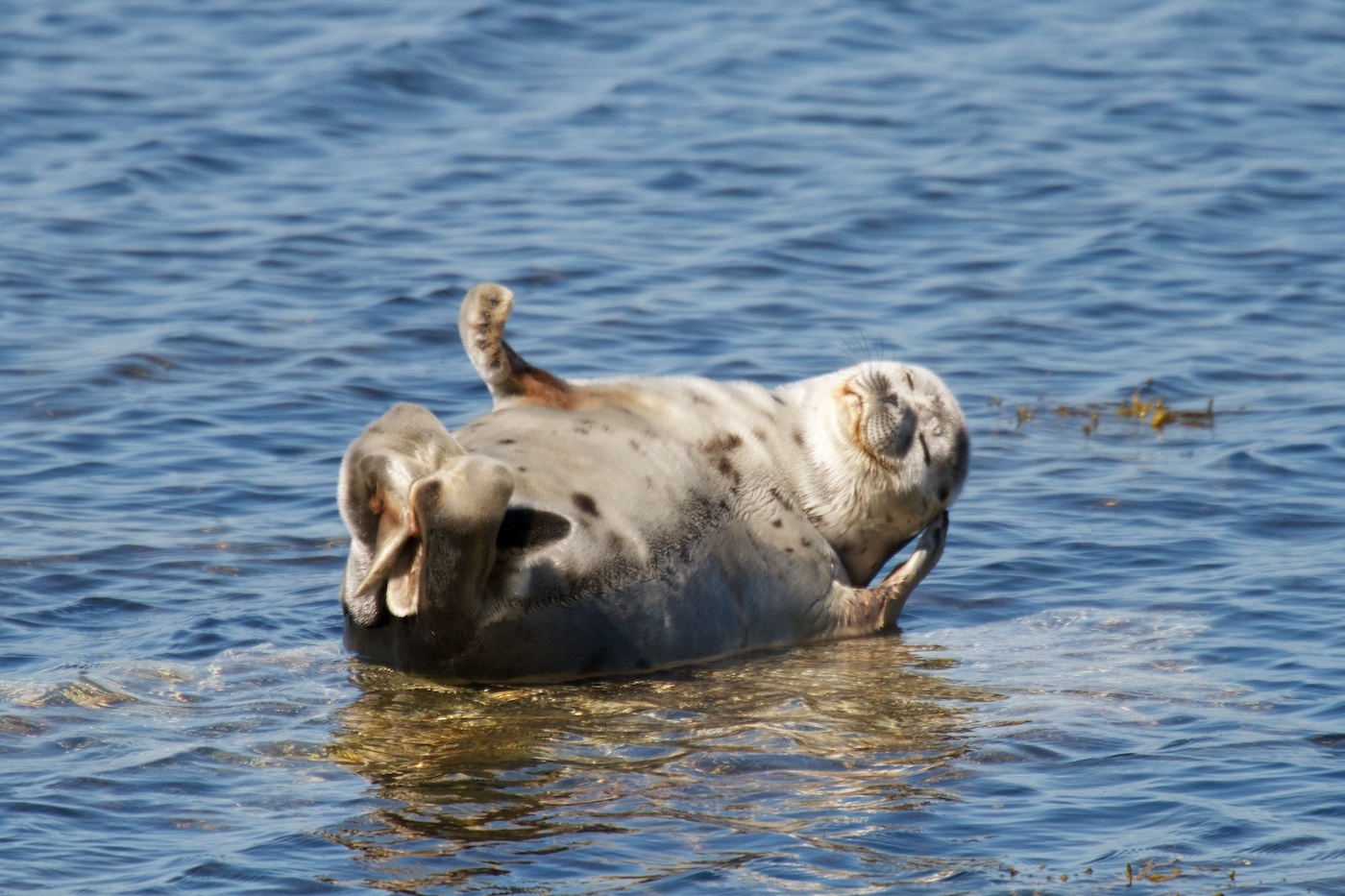 seal smile - The photo, Seal, Interesting