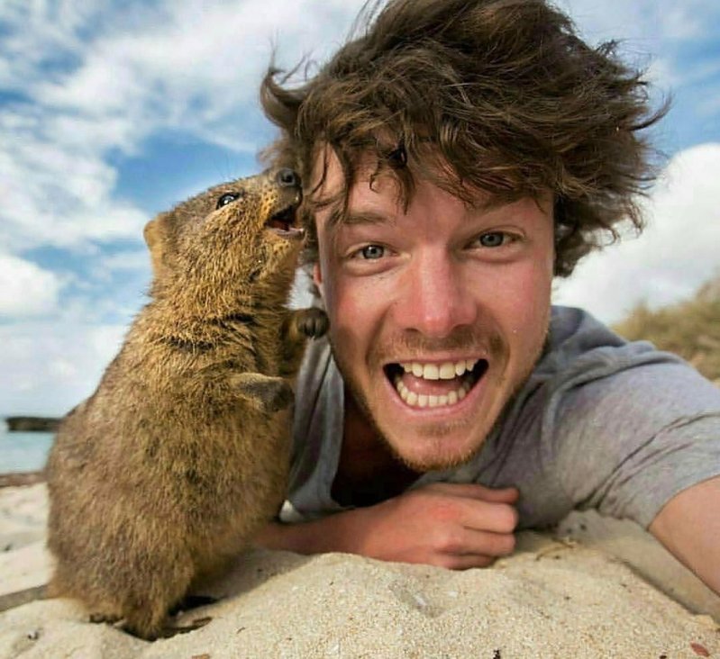 I'll tell you now... - Quokka, The photo, Milota, Lucky shot, Lucky moment