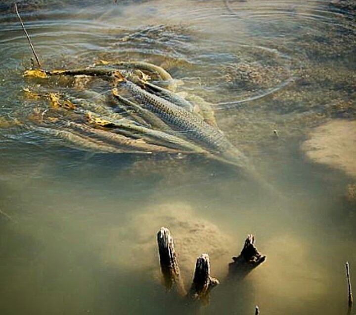 spawning season - Spawning, Season, A fish