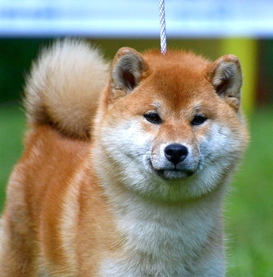 Сколько живут сиба ину. Сиба-ину породы собак. Порода собак Шиба ину. Японская сиба ину. Японская порода собак субаину.