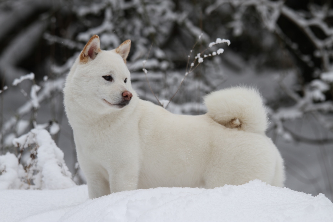 About the Shiba Inu breed, part 3. - My, Dog, Shiba Inu, Japan, Interesting, Breed, Longpost