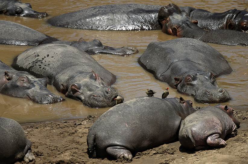 The most unexpected places where you can sleep, yawn and relax - Sleep, Yawn, Relaxation, Valuev, hippopotamus, Dream, Longpost