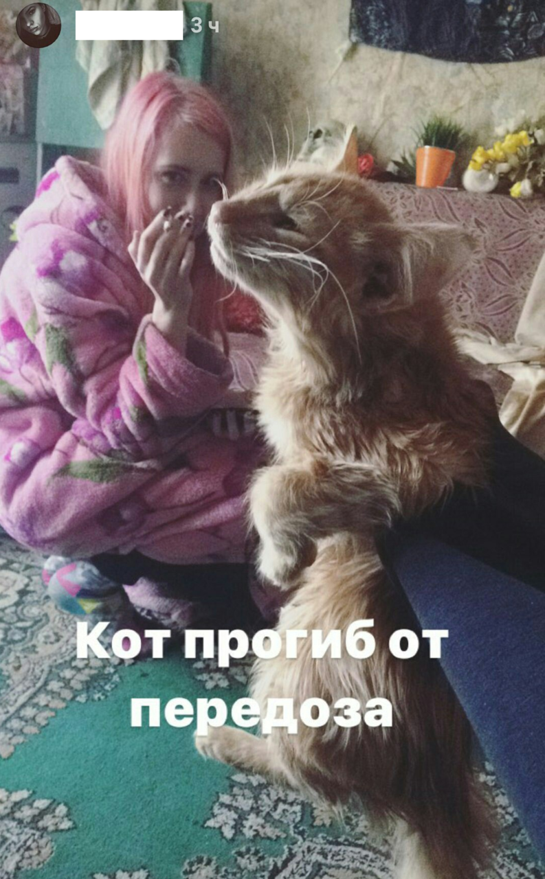 Flayers pumped the cat with heroin - My, Flailing, Cruelty, Smolensk, Longpost