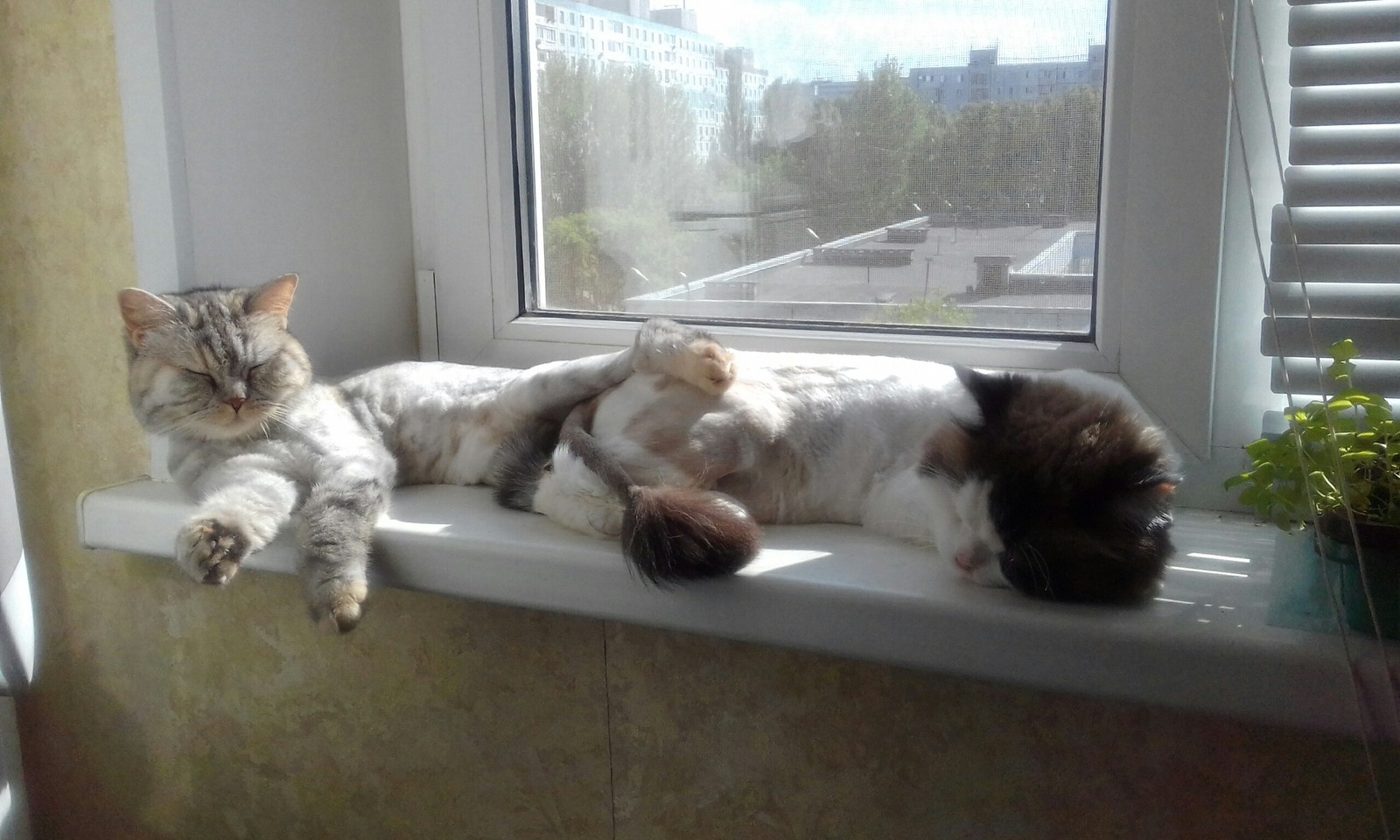 This is Love - My, Love, funny cats, cat