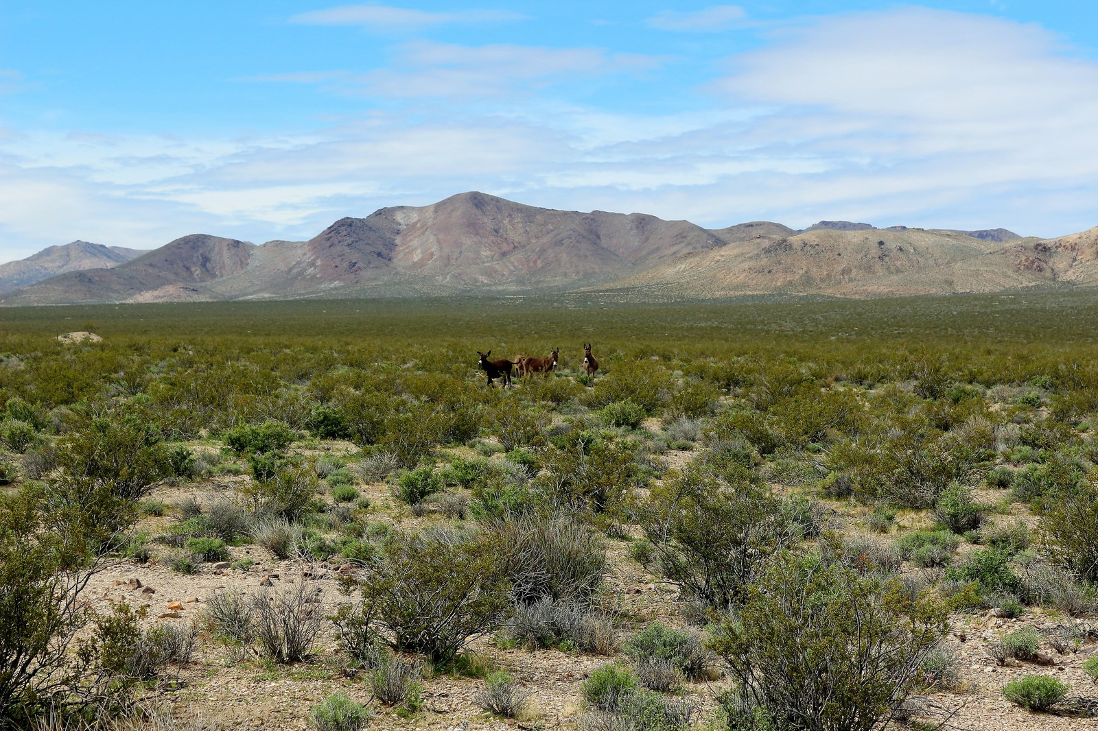 Death Valley. Death Valley. California. USA - My, Death Valley, America, USA, California, Travels, Longpost