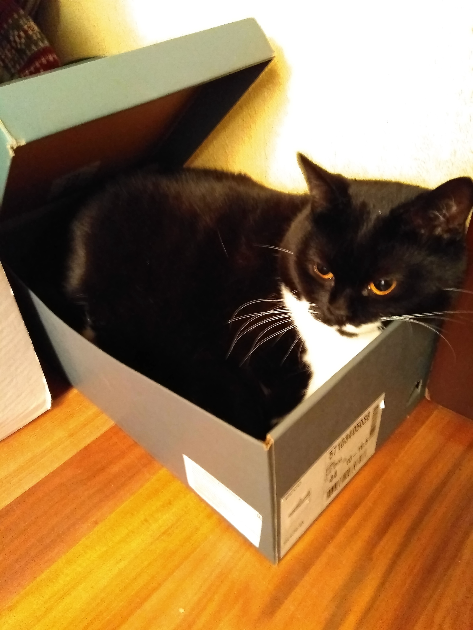 ECCO shoes are very comfortable) - My, Catomafia, Ecco, Box and cat, Longpost, cat