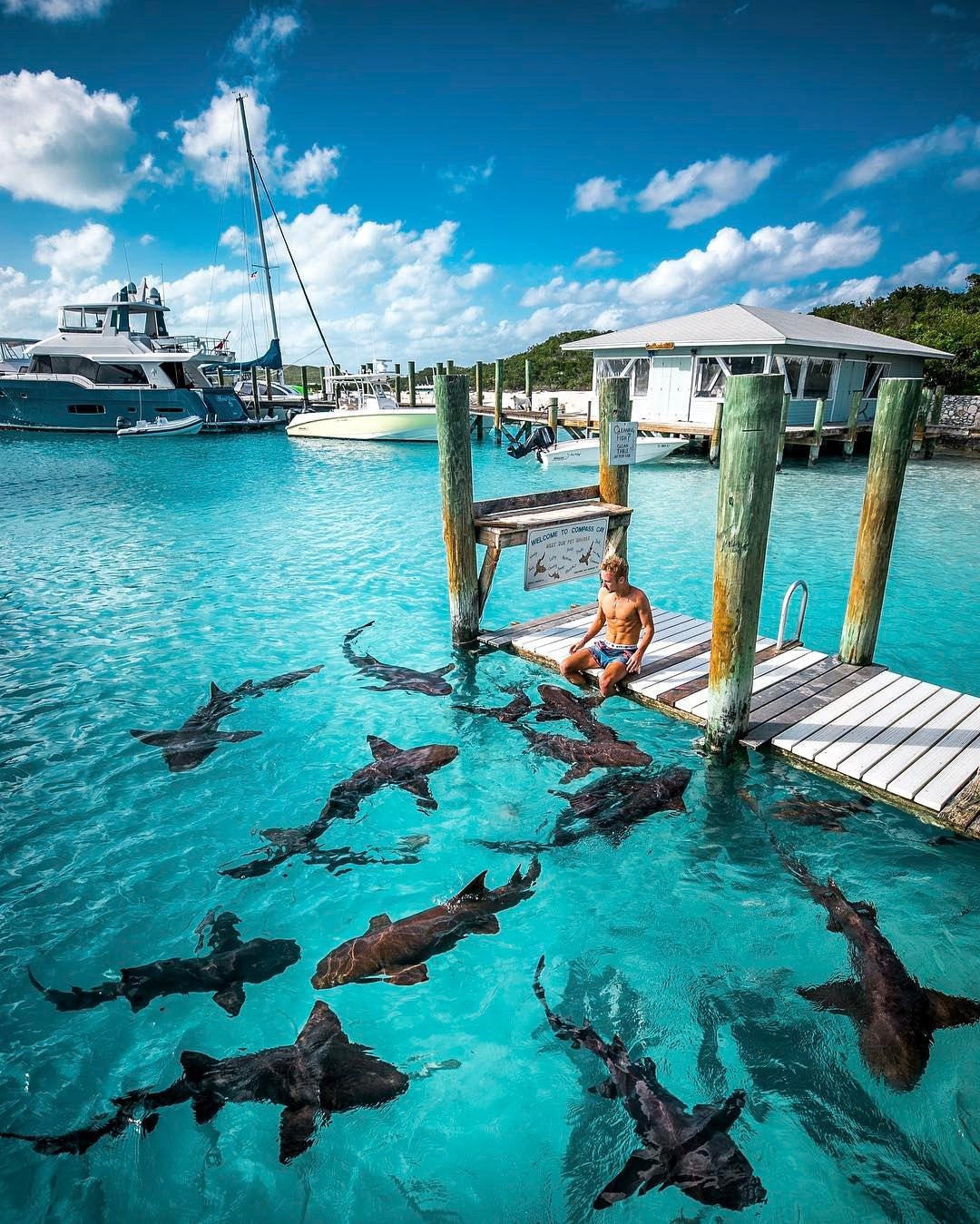 SEE YOU - The photo, Sea, Shark