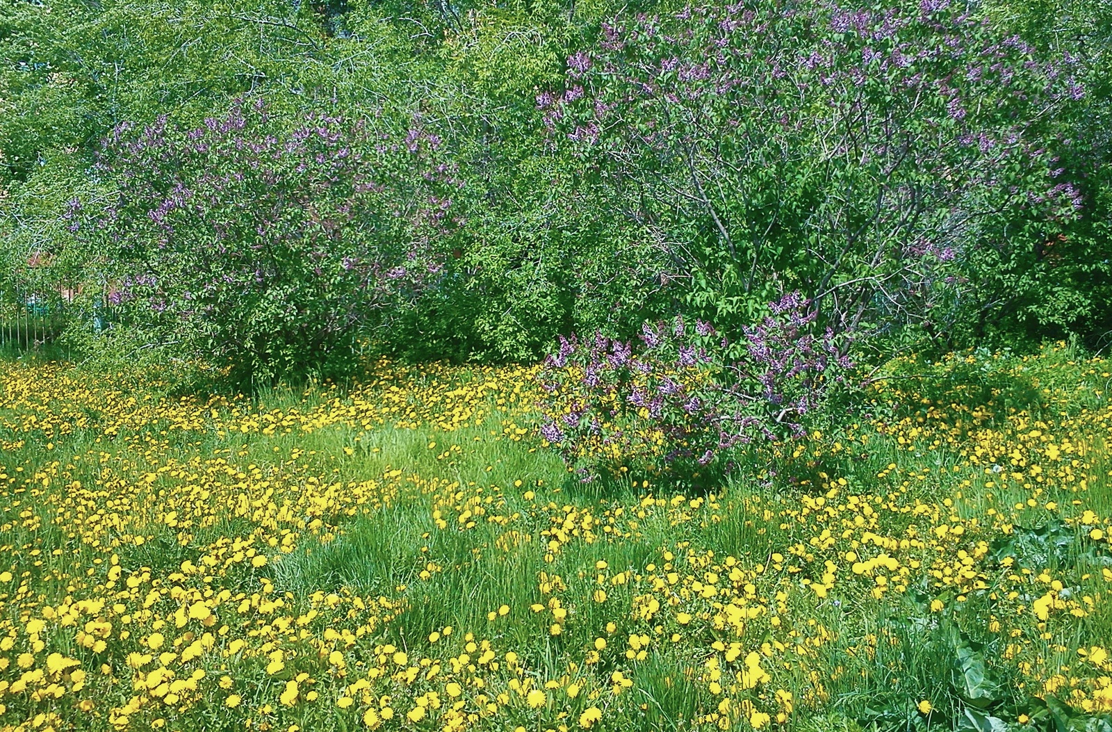 Spring - My, Spring, Lilac, Dandelion