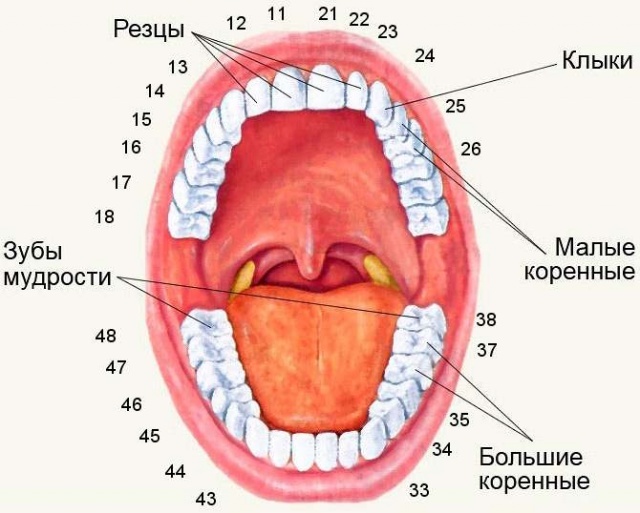 Simple Dentistry. Caries. - , Longpost, The medicine, Facts, Images, Dentistry, The science