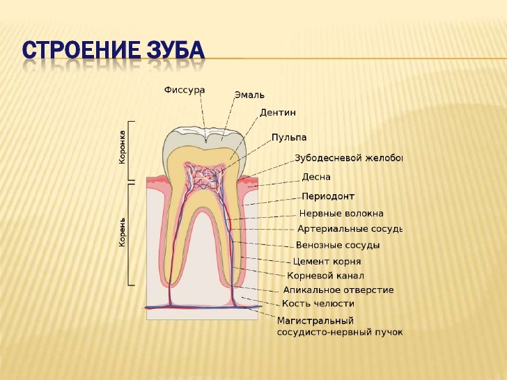 Simple Dentistry. Caries. - , Longpost, The medicine, Facts, Images, Dentistry, The science