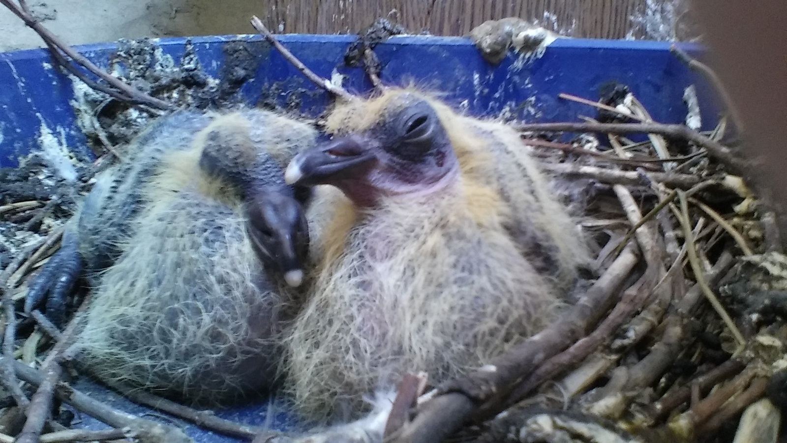 How scary are they... - My, Pigeon, Chicks of pigeons, Freaks, My, Astonishment