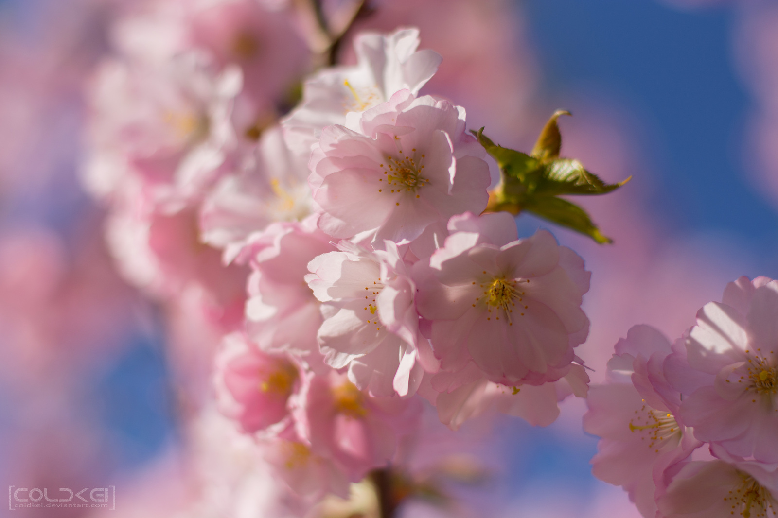 The power of spring - My, Spring, The photo, Flowers, Nikon, Longpost