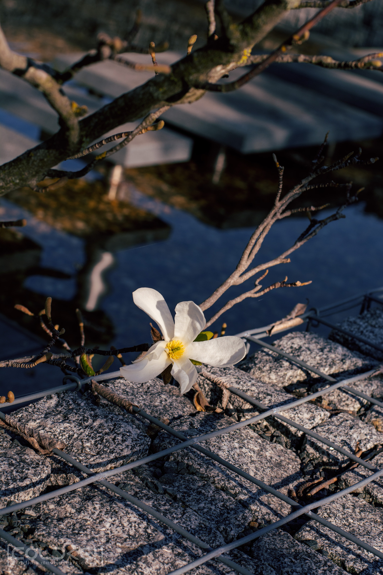 The power of spring - My, Spring, The photo, Flowers, Nikon, Longpost