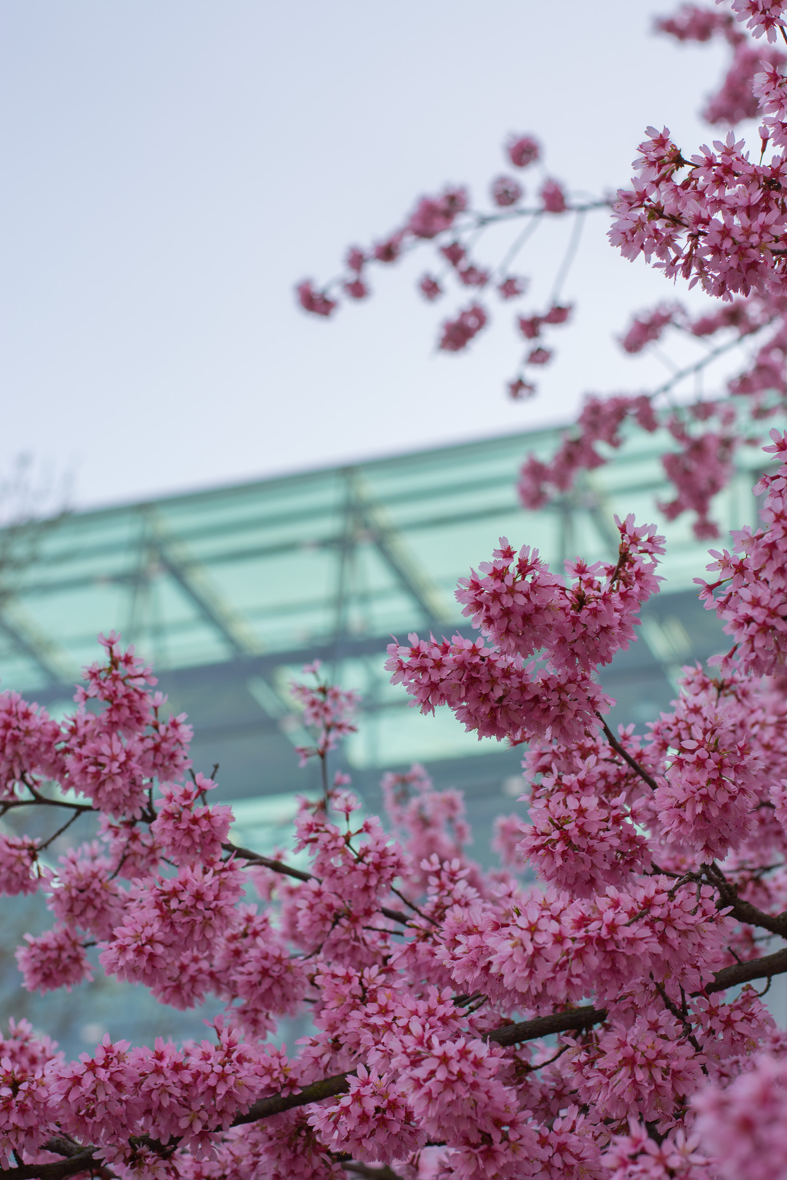 The power of spring - My, Spring, The photo, Flowers, Nikon, Longpost