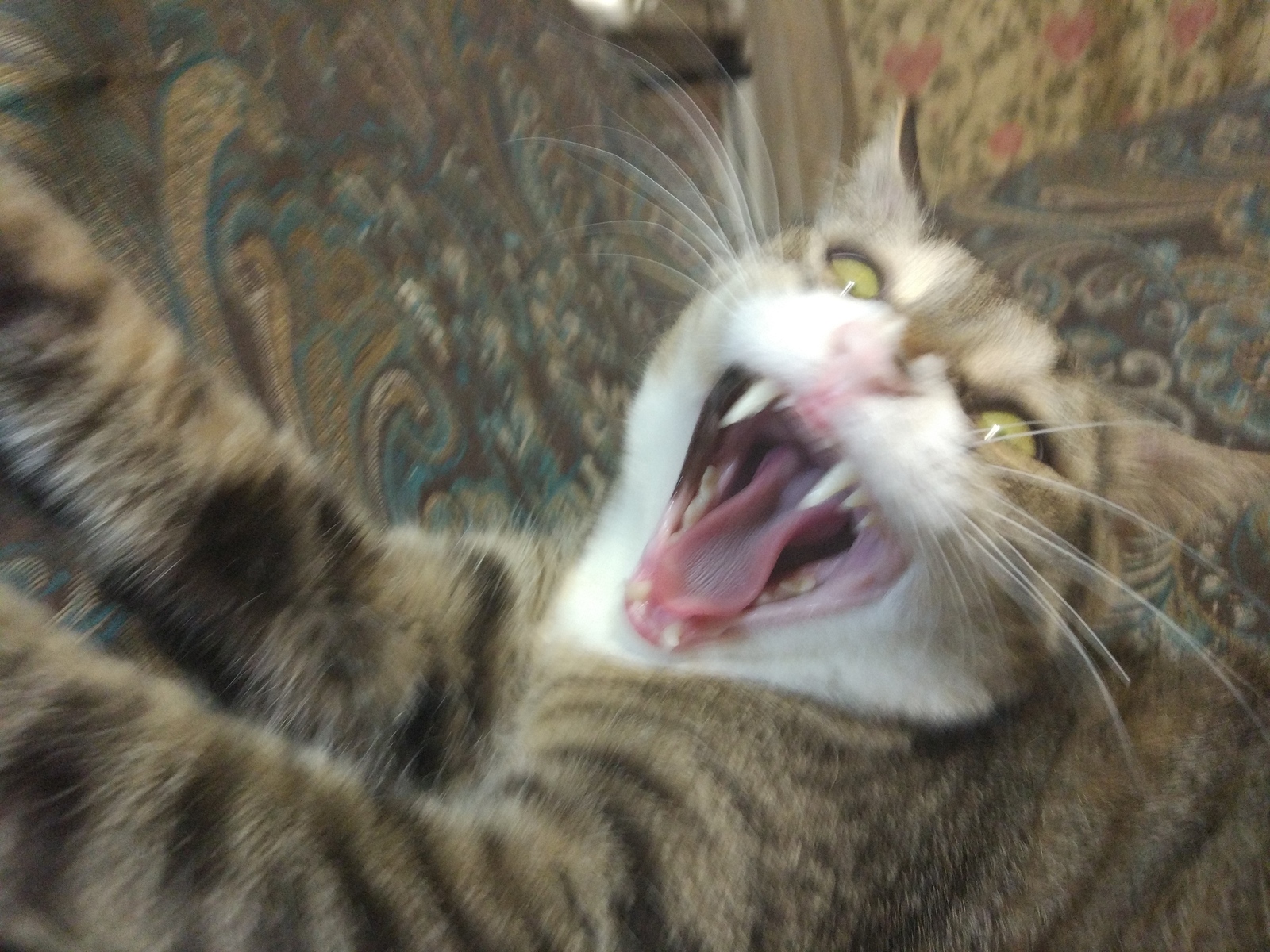 Just a yawning cat :D - My, cat, Yawn, Longpost