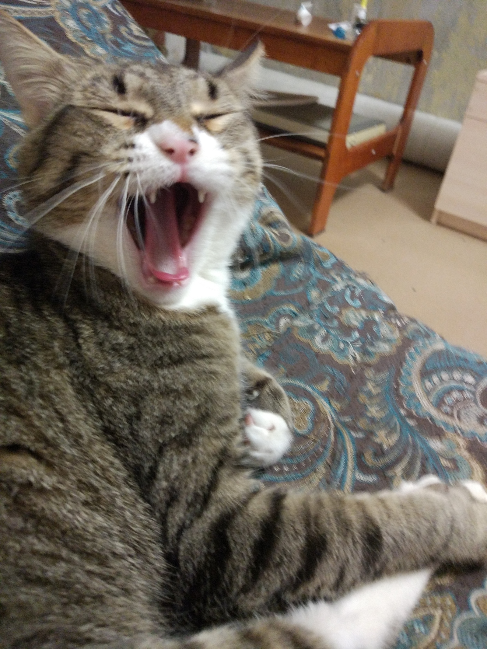 Just a yawning cat :D - My, cat, Yawn, Longpost