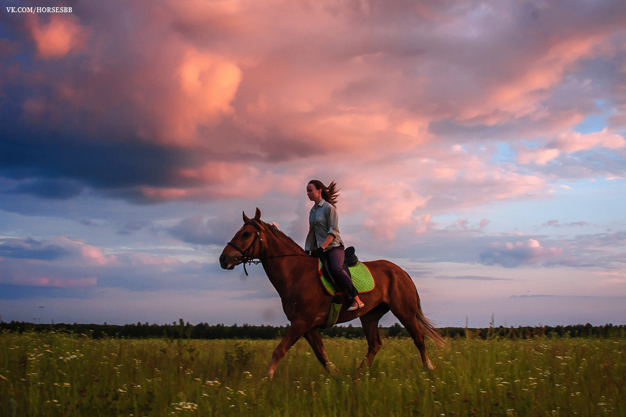 Photos from our stables. Part two. - My, Horses, Stable, Equestrian Club, Horseback riding, Horseback riding, Ryazan, Longpost