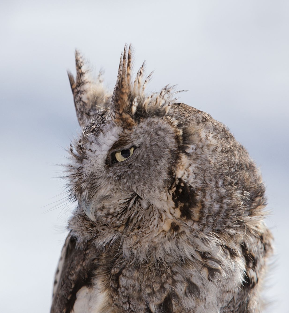 Wow wow post. - The photo, Owl, Owl, Longpost