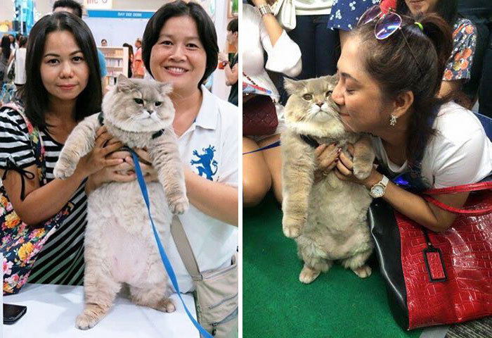 This is Bon-Bon, the fattest and fluffiest cat from Thailand) - cat, Thailand, Longpost