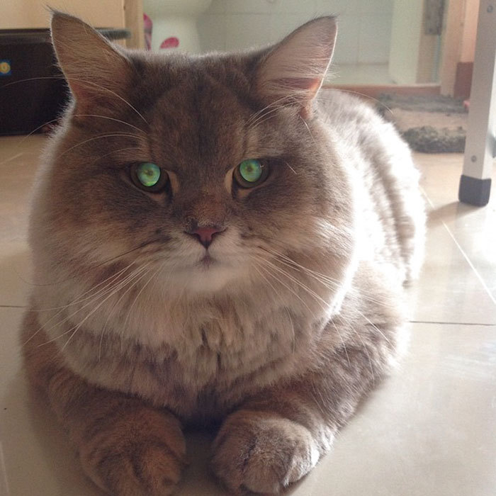 This is Bon-Bon, the fattest and fluffiest cat from Thailand) - cat, Thailand, Longpost