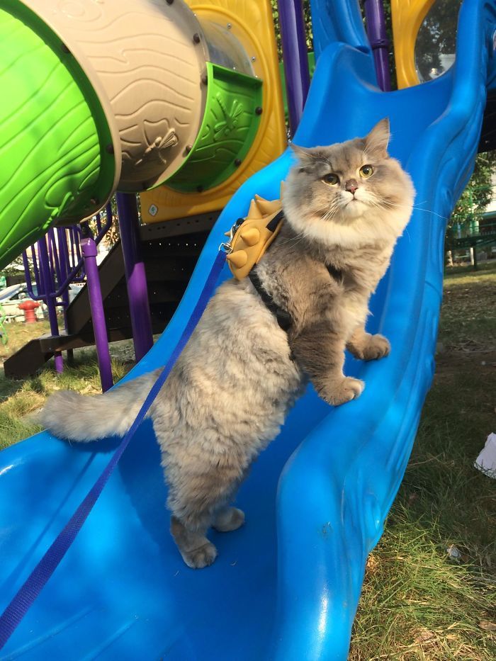 This is Bon-Bon, the fattest and fluffiest cat from Thailand) - cat, Thailand, Longpost