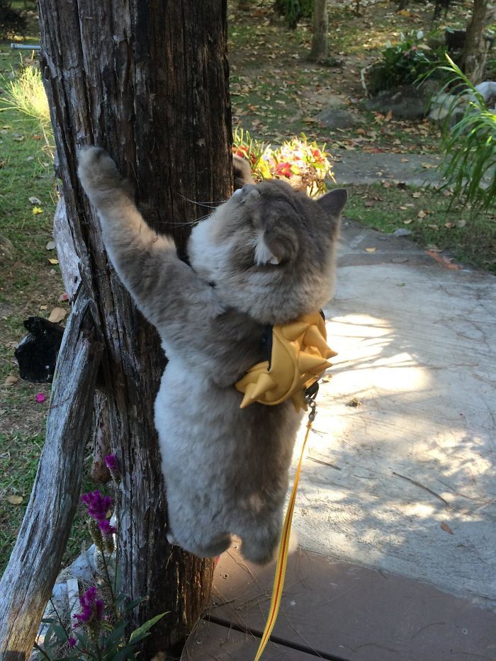 This is Bon-Bon, the fattest and fluffiest cat from Thailand) - cat, Thailand, Longpost