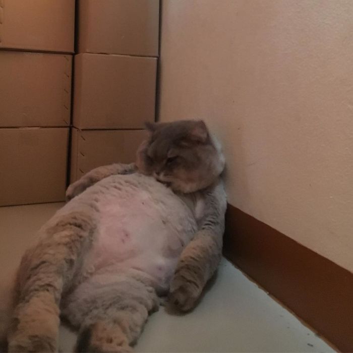 This is Bon-Bon, the fattest and fluffiest cat from Thailand) - cat, Thailand, Longpost