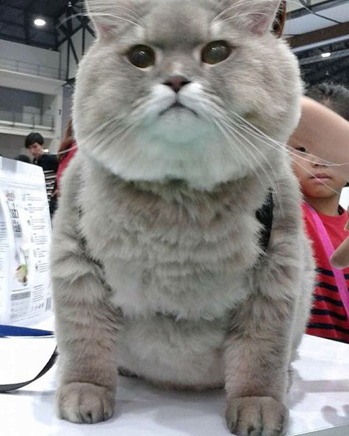 This is Bon-Bon, the fattest and fluffiest cat from Thailand) - cat, Thailand, Longpost