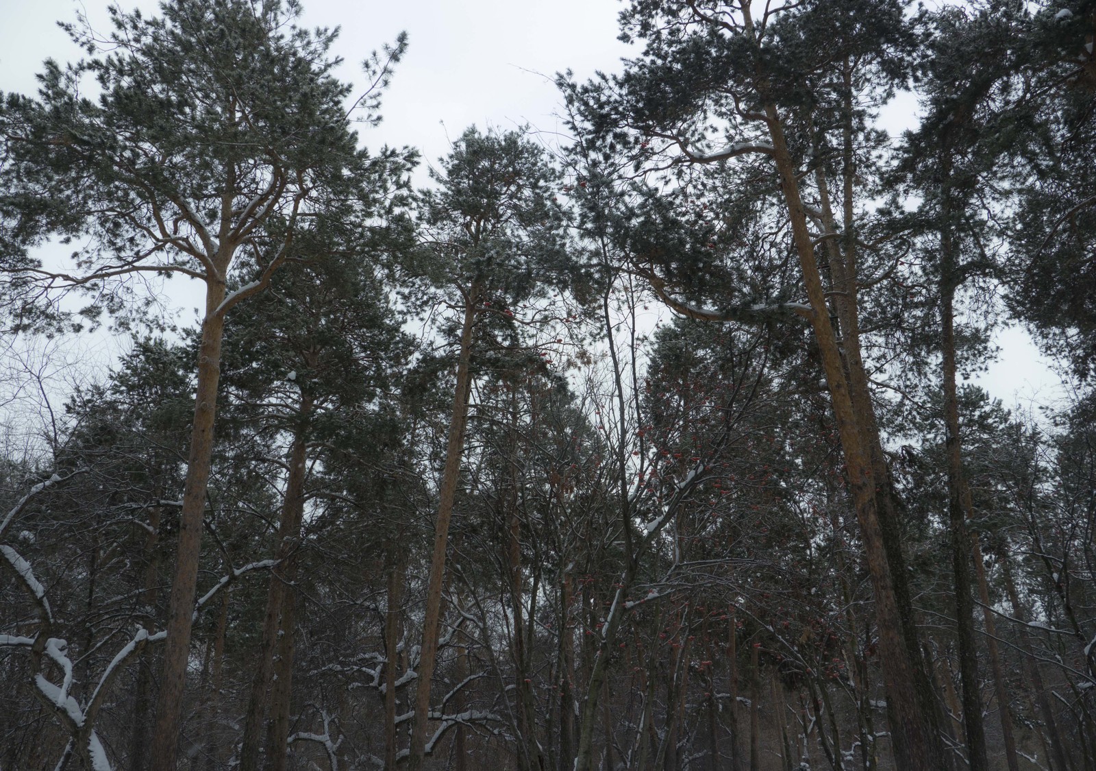 How I tried to photograph titmouse. - My, The photo, Tit, Failure, Longpost