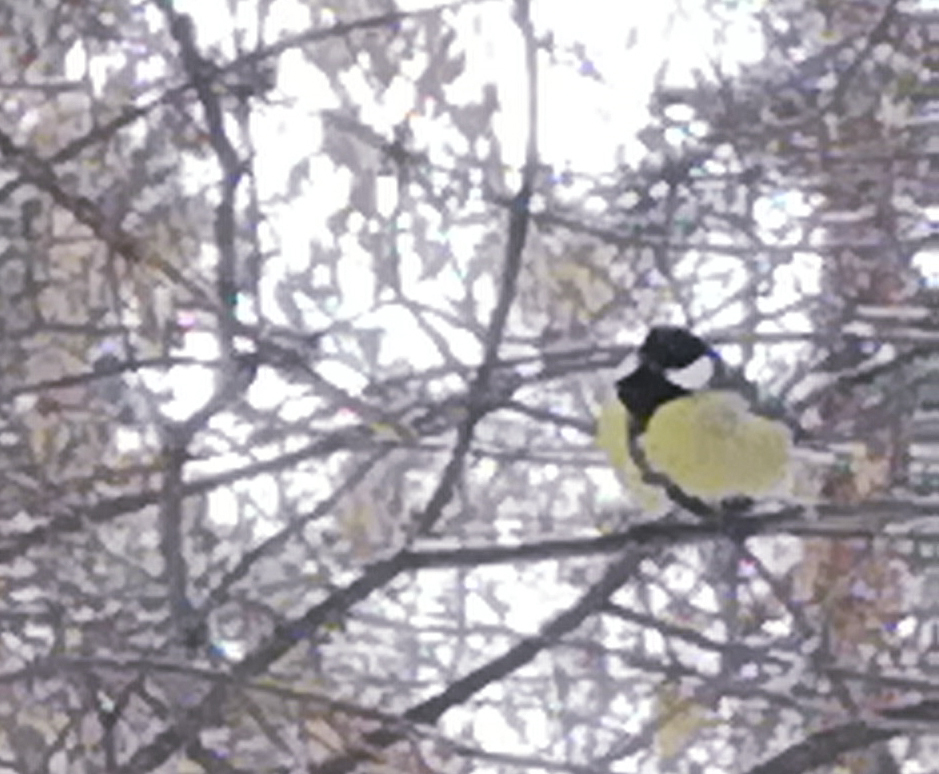 How I tried to photograph titmouse. - My, The photo, Tit, Failure, Longpost