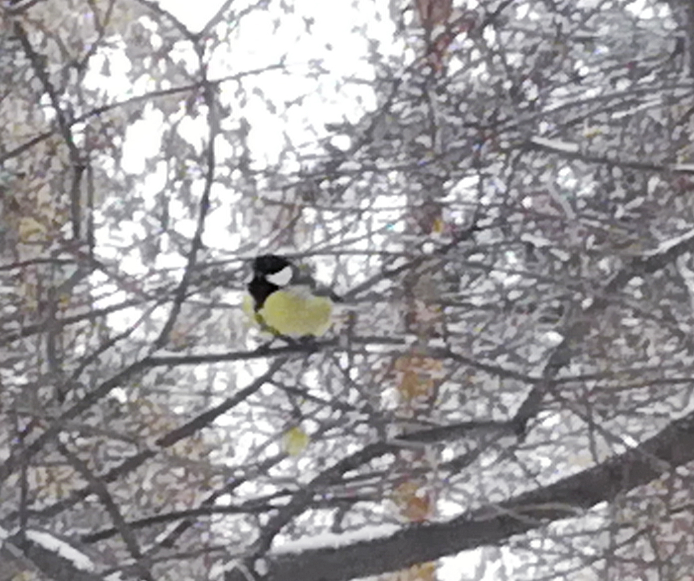 How I tried to photograph titmouse. - My, The photo, Tit, Failure, Longpost