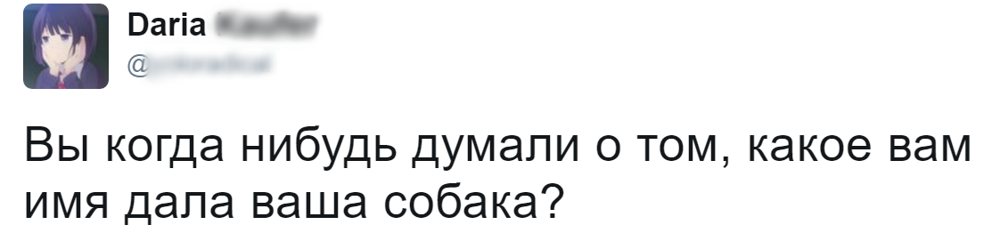 Нет, но я думал о том, почему я задаюсь такими вопросами в 2 часа ночи - Забавное, Twitter, Собака