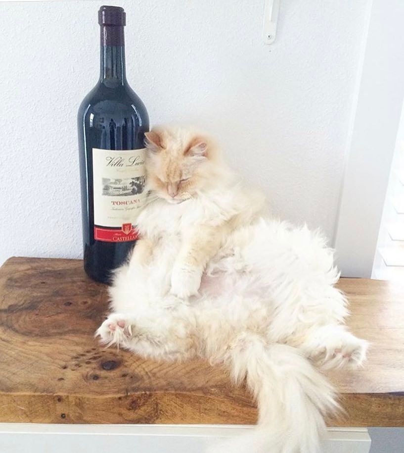 Mood - Weekend, cat, Mood