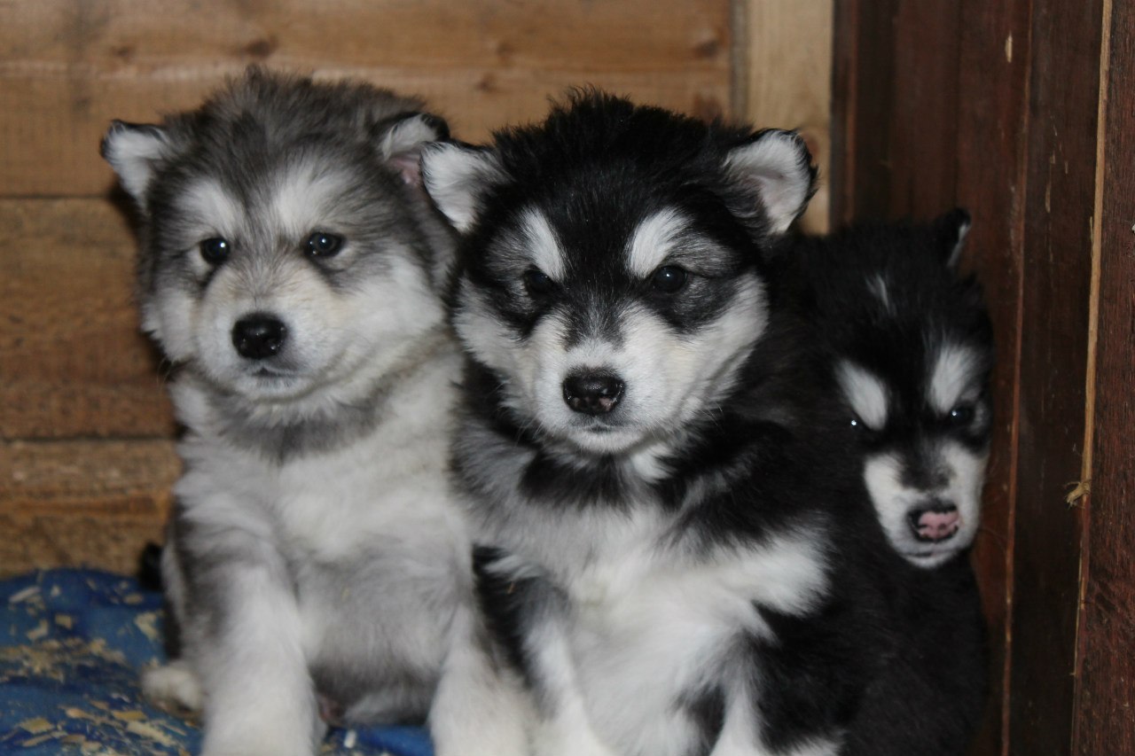 Alaskan Malamute puppies - My, , Alaskan Malamute, , Dog, Puppies, Milota, , Longpost