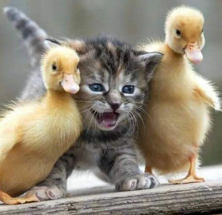 Milahi)) - cat, Children, Duck, Milota