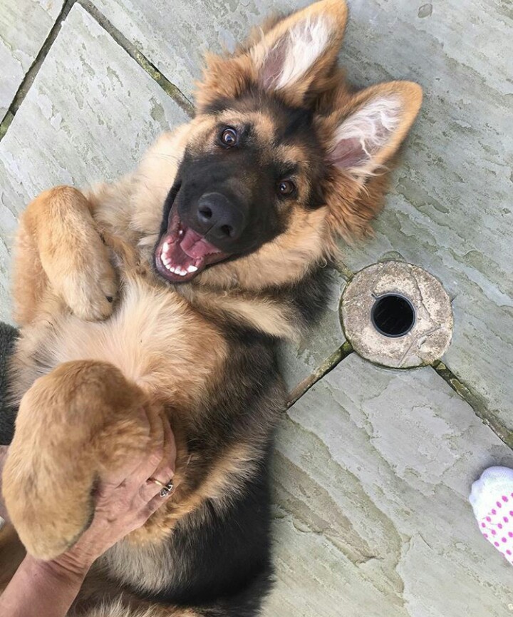 Handsome - Dog, German Shepherd