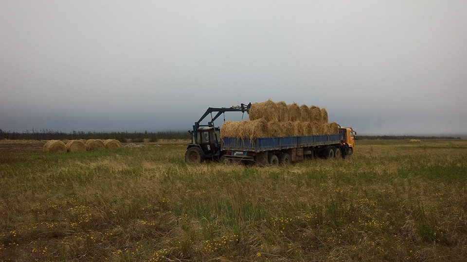 Nirvana in the workplace - My, Work, Farmer, Sea of ??Okhotsk, The state of nirvana, Field