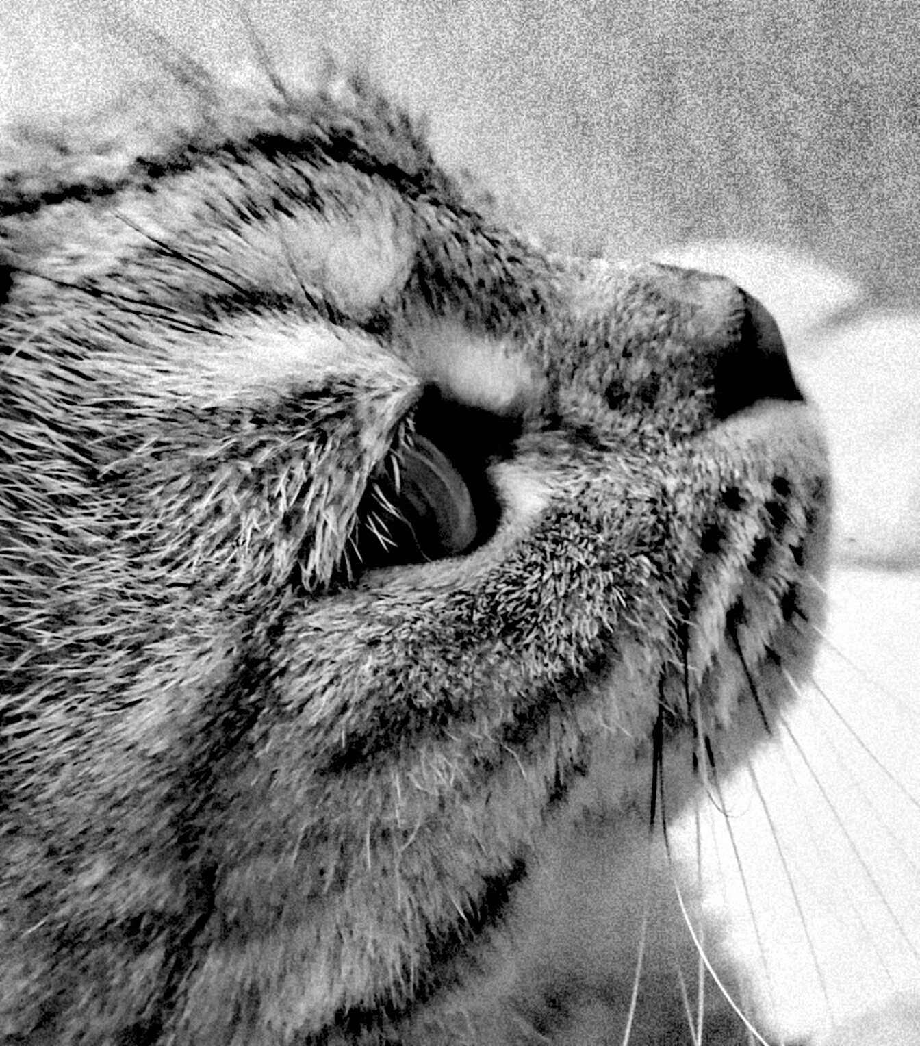 Serenity - cat, The photo, , , Longpost