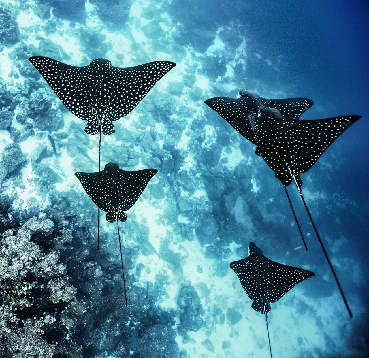 Fly ... - Stingray, Ocean, 