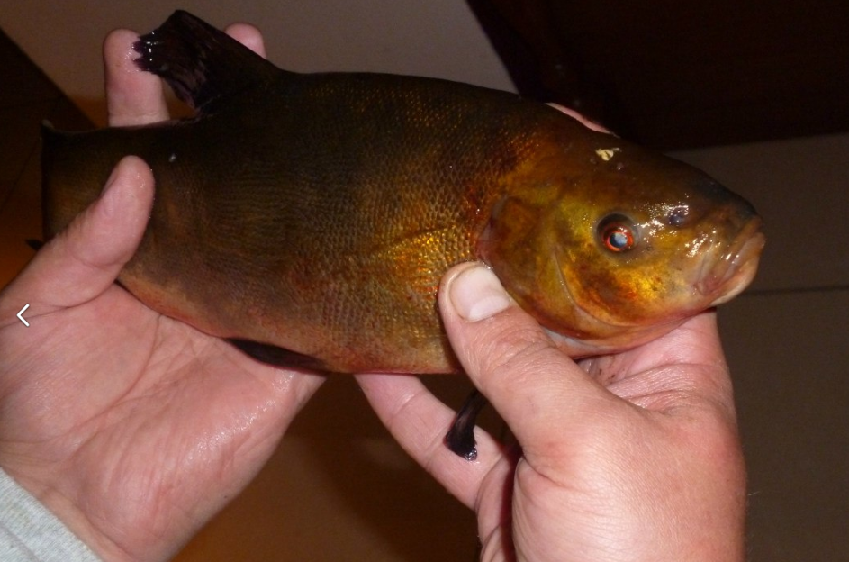 Goldfish) tench - My, Camping, 