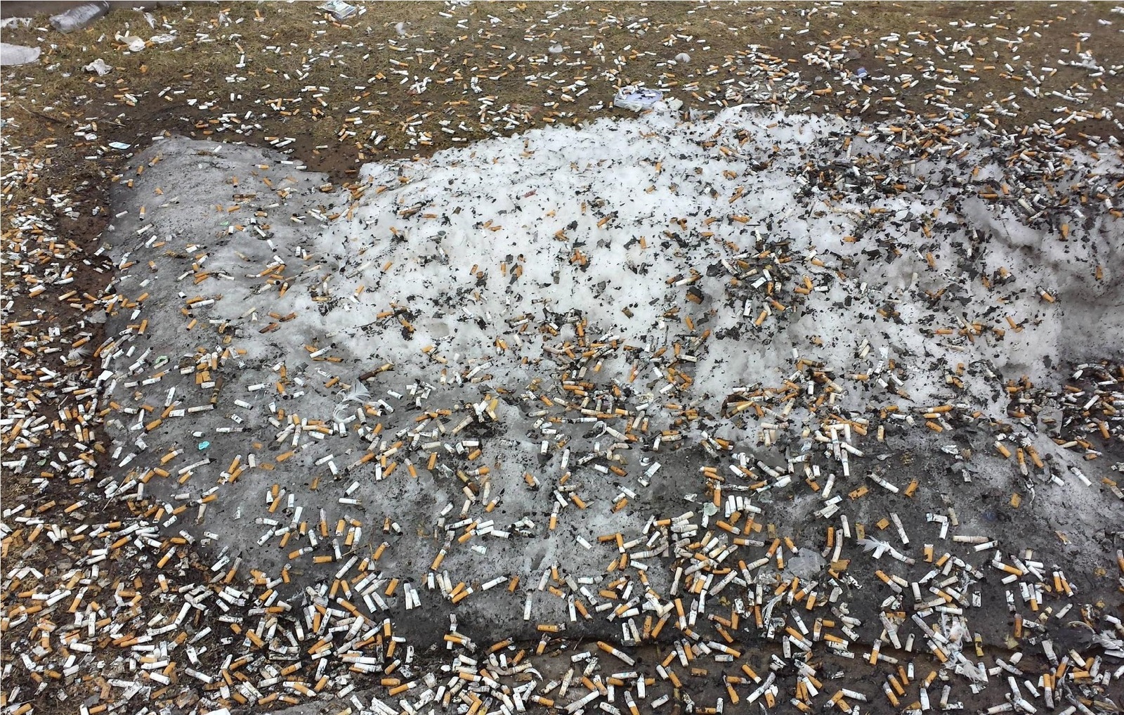 Hello spring or what to do with dog poop? - Garbage, Spring, Longpost