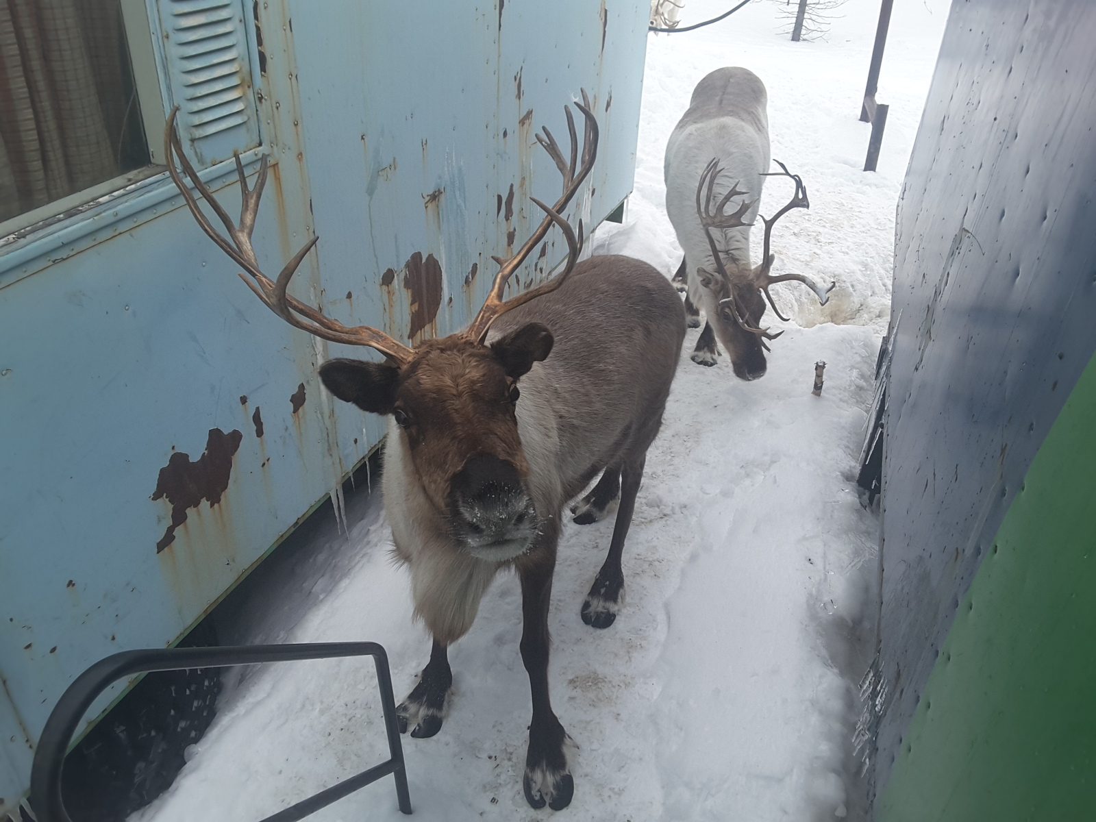 You don't get bored at the drilling site :) - My, Work, Deer, Yamal, Monday, Animals, Deer